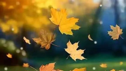 曹展/秋 日 的 叶（散文）