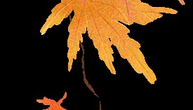 秋日叶语・花开立秋 | 香坊区图书馆立秋摄影展