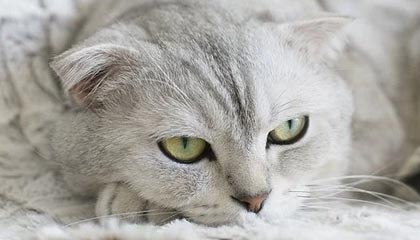 “我的油去哪里了?”浙江一车主曝加油站缺斤少两?真相竟然是......