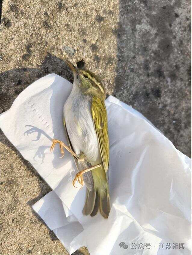 南京一大桥玻璃墙频现撞鸟事件 市民希望能贴上鸟类防撞贴纸