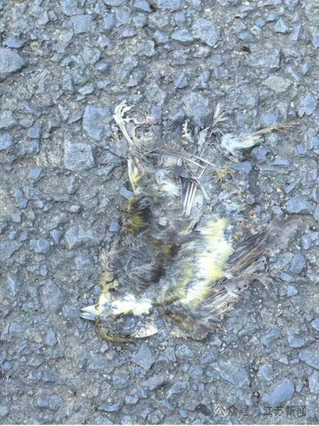 南京一大桥玻璃墙频现撞鸟事件 市民希望能贴上鸟类防撞贴纸