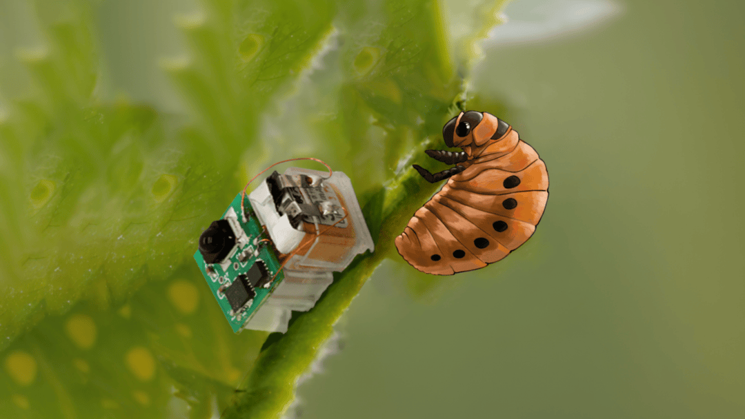 西湖大学研发昆虫尺度软体机器人：能爬能游又抗摔，“机器小强”为什么强