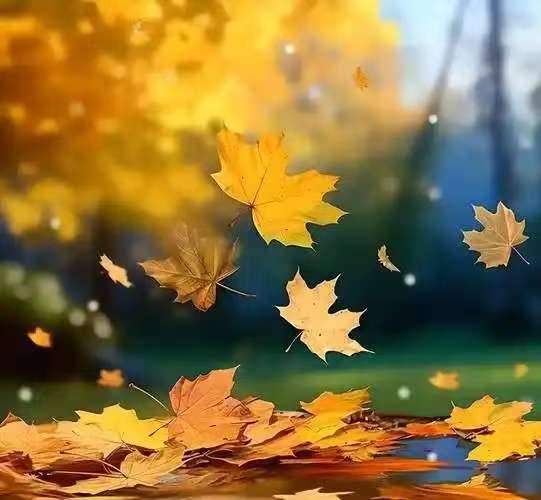 曹展/秋 日 的 叶（散文）