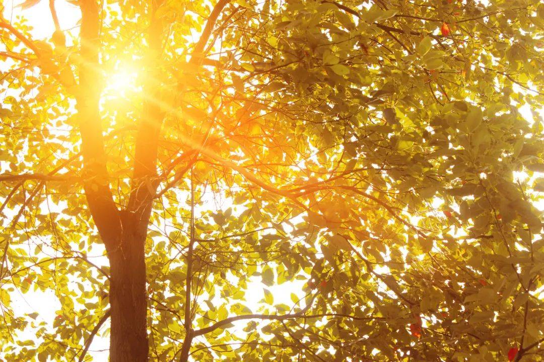 秋日叶语・花开立秋 | 香坊区图书馆立秋摄影展