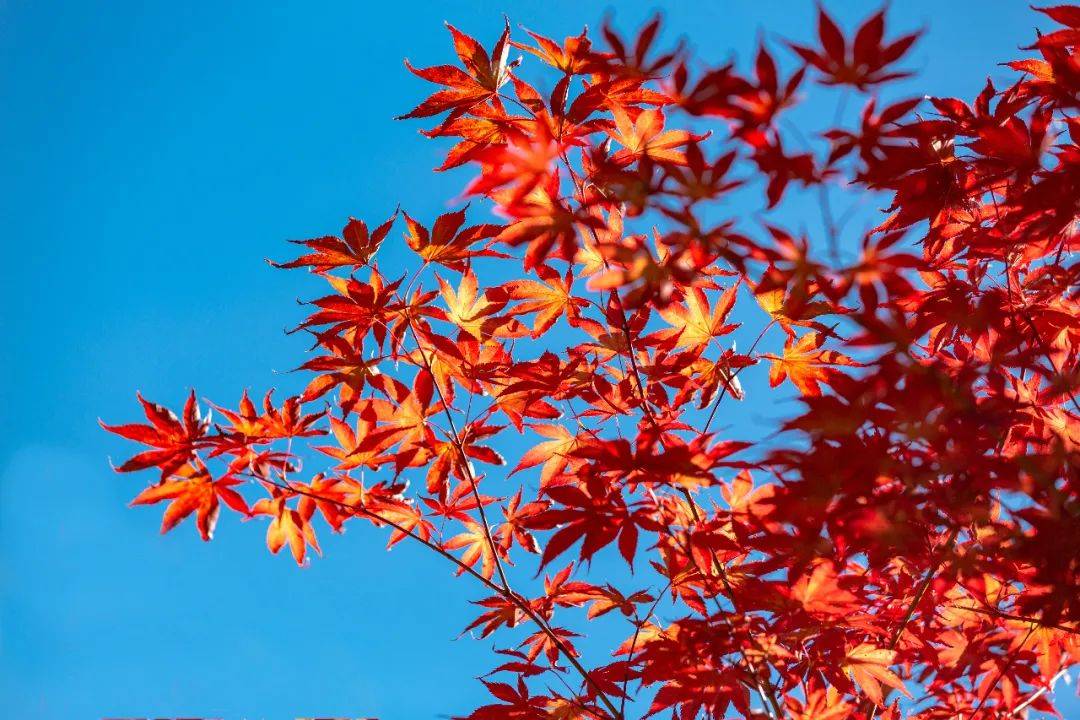 秋日叶语・花开立秋 | 香坊区图书馆立秋摄影展