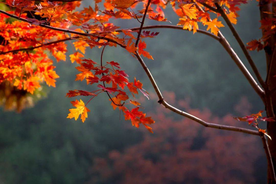 秋日叶语・花开立秋 | 香坊区图书馆立秋摄影展