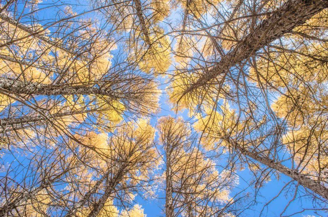 秋日叶语・花开立秋 | 香坊区图书馆立秋摄影展