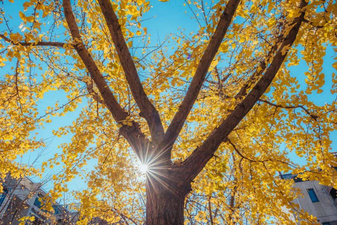 秋日叶语・花开立秋 | 香坊区图书馆立秋摄影展