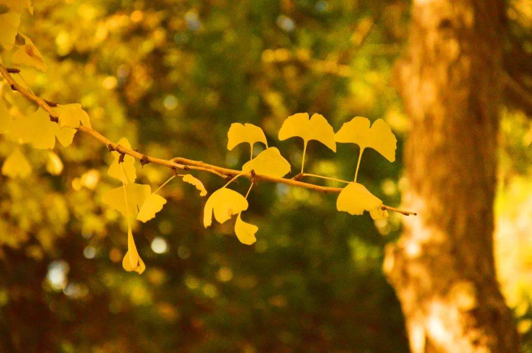 秋日叶语・花开立秋 | 香坊区图书馆立秋摄影展