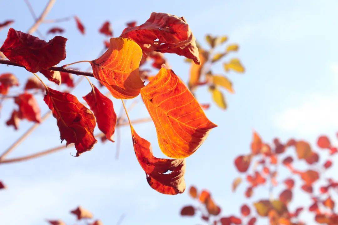 秋日叶语・花开立秋 | 香坊区图书馆立秋摄影展