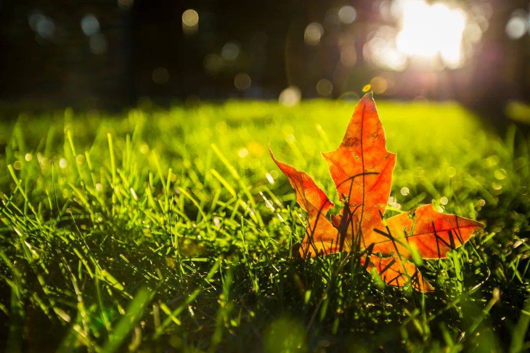 秋日叶语・花开立秋 | 香坊区图书馆立秋摄影展