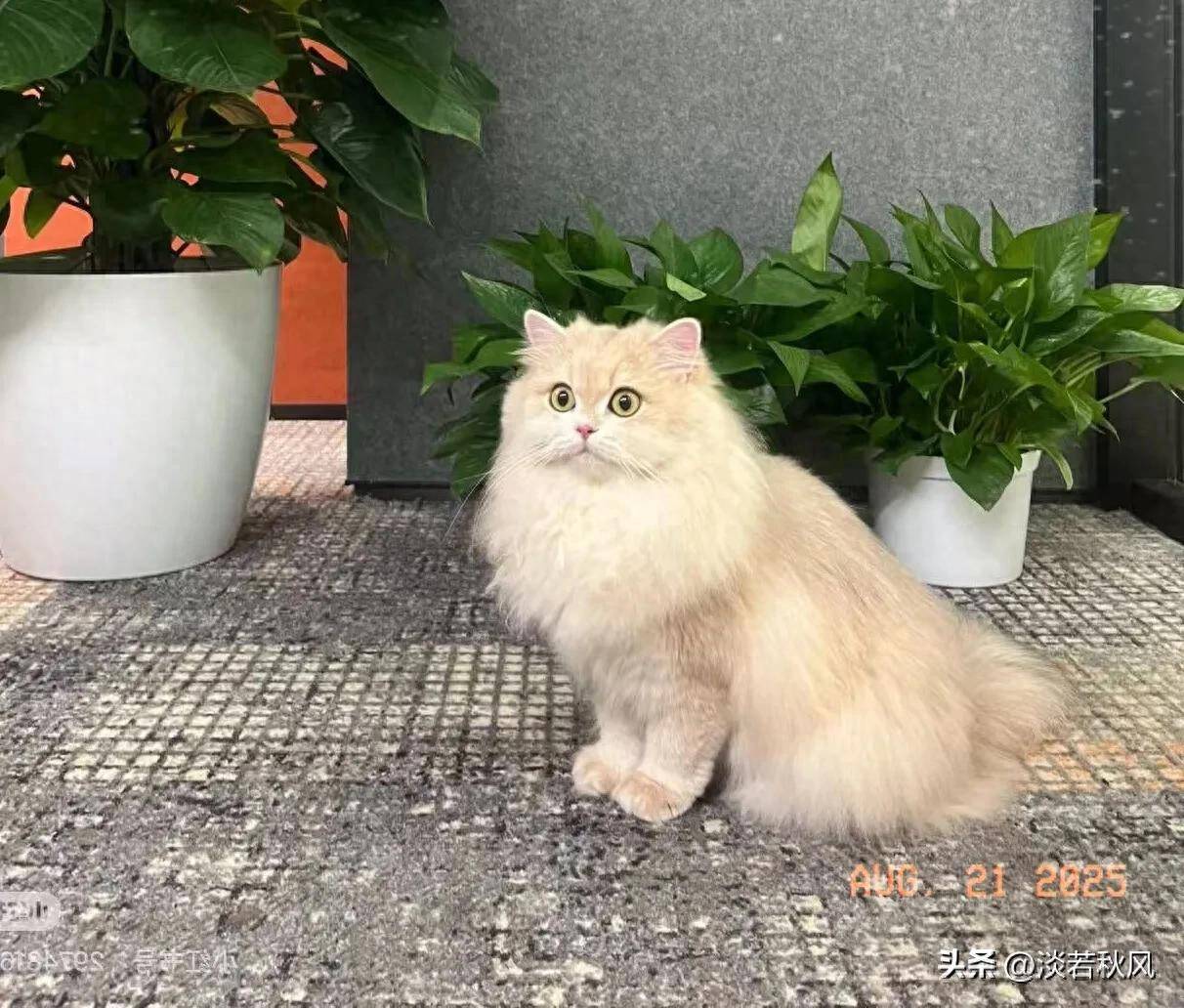 叶柯逛宠物展被偶遇，真实长相曝光，网友：黄晓明眼光真好！